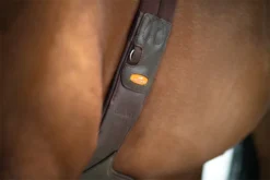 Schockemohle Oklahoma Stud Guard Girth Espresso-Silver -Lemieux Shop 1152 00014 8 Schockemoehle Sports Stollenschutzgurt Oklahoma espresso 5HVjkLPTztLc7t