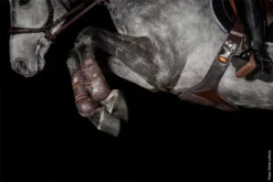 Schockemohle Air Flow Champion Tendon Boots Brown 6 Schockemohle Air Flow Champion Tendon Boots Brown -Lemieux Shop 1201 00023 1 Schockemoehle Sports Gamaschen Air Flow Champion Tendon Boots brown 3NNLgPPvl0z5HM