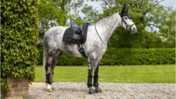 LeMieux Dressage Work Pad Black Large 10 LeMieux Dressage Work Pad Black Large -Lemieux Shop 1s6a0494 edit copy