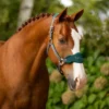 LeMieux Vogue Headcollar Spruce