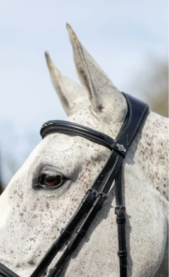 LeMieux Kudos Competition Flash Bridle Black 9 LeMieux Kudos Competition Flash Bridle Black -Lemieux Shop G0A7614