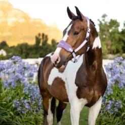 LeMieux Vogue Headcollar And Leadrope Wisteria -Lemieux Shop IUYQSCbM
