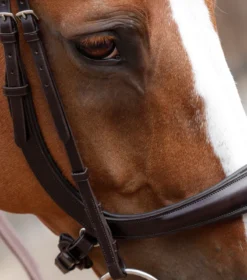 Premier Equine Lambro Anatomic Bridle With Crank Noseband Brown -Lemieux Shop Lambro Anatomic Bridle with Crank Brown 2ALT
