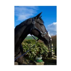 Cameo Anatomic Leather Headcollar Navy -Lemieux Shop P ANA LEA HEAD COL c230 16