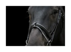 EcoRider Classic Comfort Bridle - Black -Lemieux Shop P CLA COM BRI ECO040 03