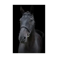 EcoRider Classic Comfort Bridle - Black -Lemieux Shop P CLA COM BRI ECO040 04