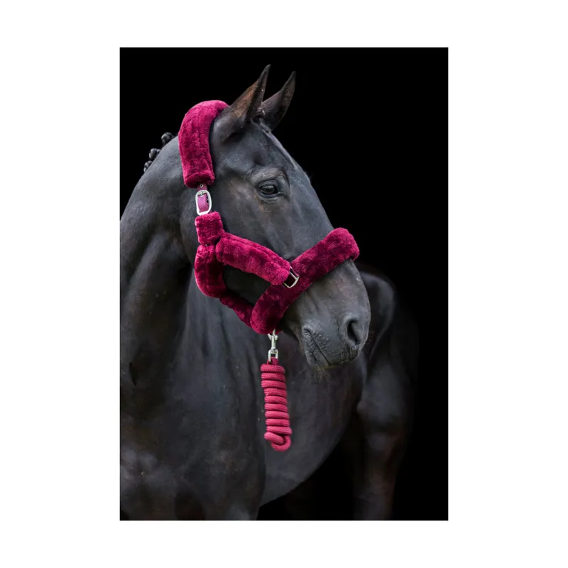 Cameo Deluxe Headcollar - Burgundy 1 Cameo Deluxe Headcollar - Burgundy