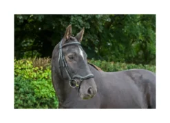 EcoRider Ecosoft Finesse Bridle - Brown -Lemieux Shop P ECO FIN BRI ECO603 05