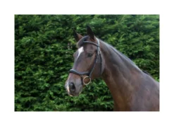 EcoRider Ecosoft Finesse Bridle - Black -Lemieux Shop P ECO FIN BRI ECO603 09