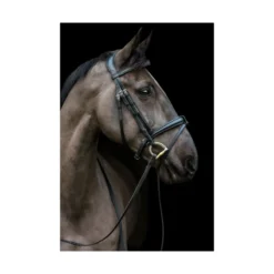 EcoRider Ecosoft Luxe Bridle - Black -Lemieux Shop P ECO LUX BRI eco007 02