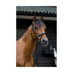 EcoRider Freedom Comfort Bridle - Black -Lemieux Shop P FRE COM BRI ECO006 06