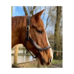 EcoRider Freedom Leather Headcollar - Brown