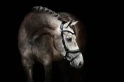 PS Of Sweden Paladin Bridle Brown