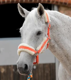 Premier Equine Techno Wool Lined Headcollar Orange