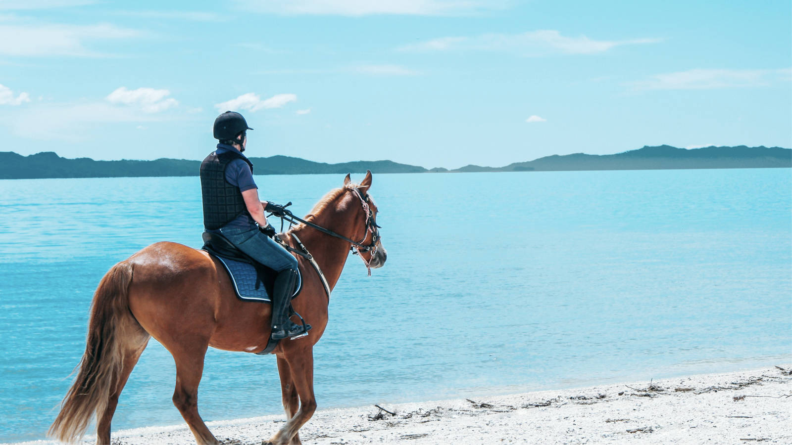 Front Page -Lemieux Shop horse