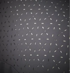 LeMieux Sleeveless Lazercut Baselayer Grey 9 LeMieux Sleeveless Lazercut Baselayer Grey -Lemieux Shop lm lasercutsleeveless grey5 lr