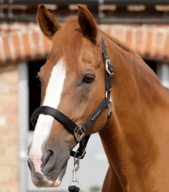 Premier Equine Plain Padded Horse Headcollar Black